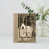 Hübsche Grenz Collie Dog Postkarte (Stehend Vorderseite)