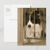 Hübsche Grenz Collie Dog Postkarte (Vorne/Hinten)