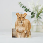 hübsche große Katze Postkarte (Stehend Vorderseite)