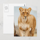 hübsche große Katze Postkarte (Vorne/Hinten)