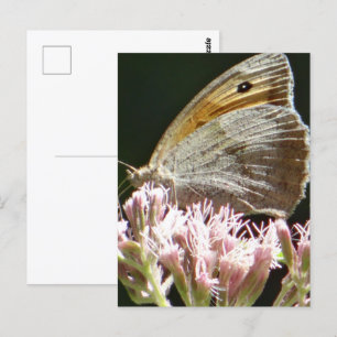 Hübsche große Schmetterlingskarte Postkarte