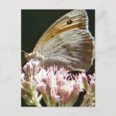 Hübsche große Schmetterlingskarte Postkarte (Vorderseite)