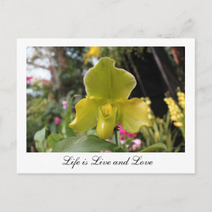 Hübsche grüne Orchideenblüte, Blumenfotografie Postkarte