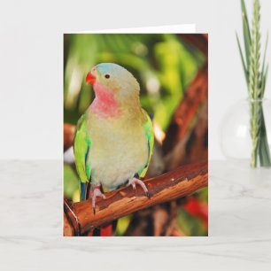 Hübsche Grusskarte Karte