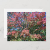 Hübsche Herbstfarben von Bäumen und Blätter Postkarte (Vorne/Hinten)