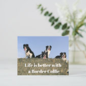 Hübsche Hunde Postkarte (Stehend Vorderseite)