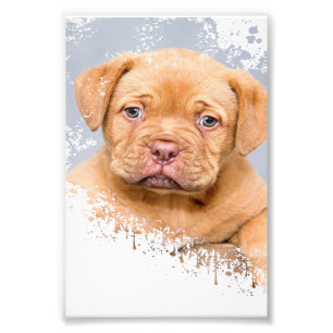 Hübsche Hunde-Wandkunst Leinwand – Moderne Tierfot Fotodruck