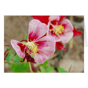 Hübsche Jeden Anlaß der Columbine-Blume