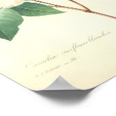 Hübsche Kamelie von Redoute Poster (Ecke)