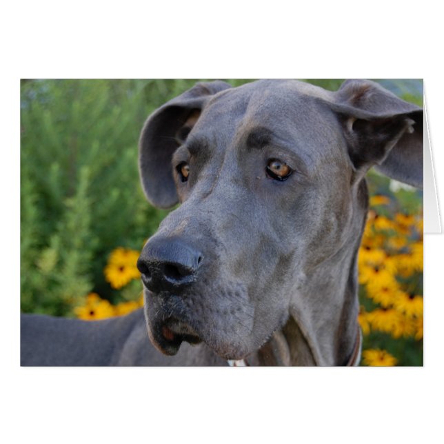 Hübsche Karte anzeigen (Vorderseite (Horizontal))