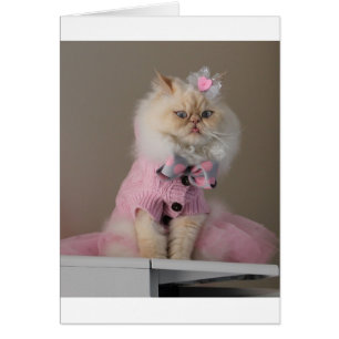 Hübsche Katze in rosa Pullover