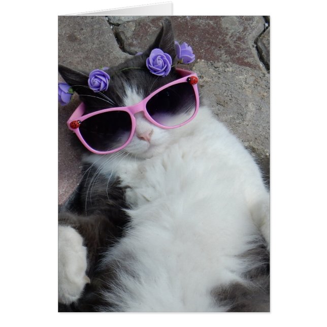 Hübsche Katze mit rosa Brille (Vorne)
