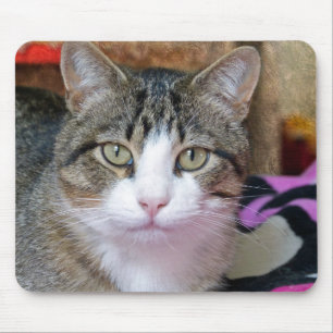 Hübsche Katze Mousepad