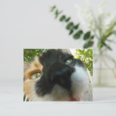 Hübsche Katze steht nahem Foto gegenüber Postkarte (Stehend Vorderseite)