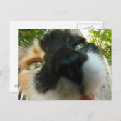 Hübsche Katze steht nahem Foto gegenüber Postkarte (Vorne/Hinten)
