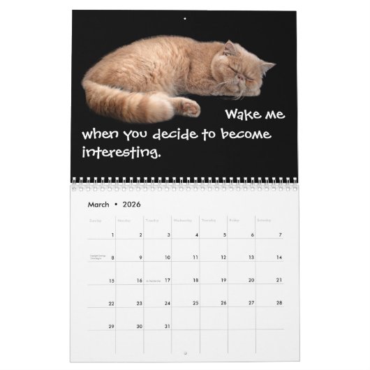 Hübsche Katzen mit Katitude Kalender (Mär 2026)