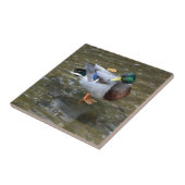 Hübsche Keramik-Fliese der Stockenten-Enten-(Mann) Fliese (Seite)