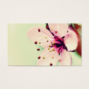 Hübsche Kirschblüte