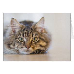 Hübsche Kitty mit Blick auf Sie