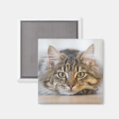 Hübsche Kitty mit Blick auf Sie Magnet (Vorderseite/Rückseite)