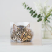 Hübsche Kitty mit Blick auf Sie Postkarte (Stehend Vorderseite)
