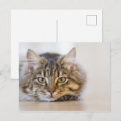 Hübsche Kitty mit Blick auf Sie Postkarte (Vorne/Hinten)