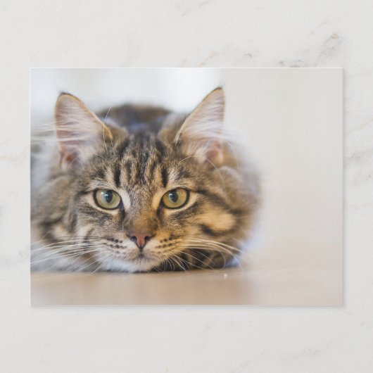 Hübsche Kitty mit Blick auf Sie Postkarte (Vorderseite)