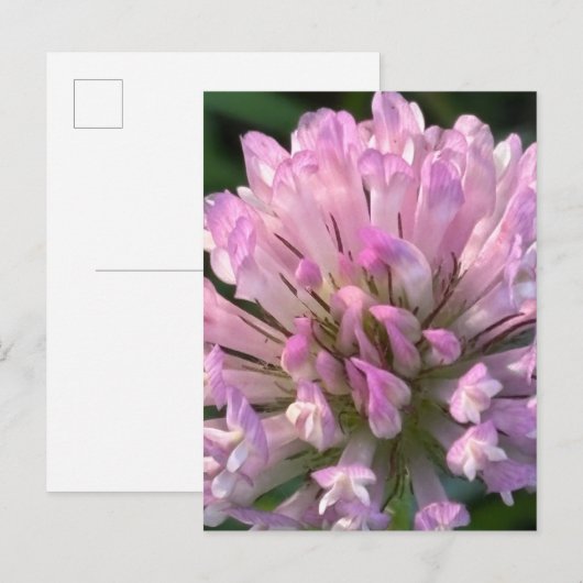 Hübsche Klee Blume Postkarte (Vorne/Hinten)