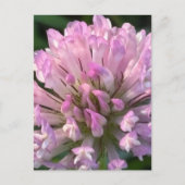 Hübsche Klee Blume Postkarte (Vorderseite)