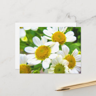 Hübsche kleine Gänseblümchen im Sonnenschein Postkarte