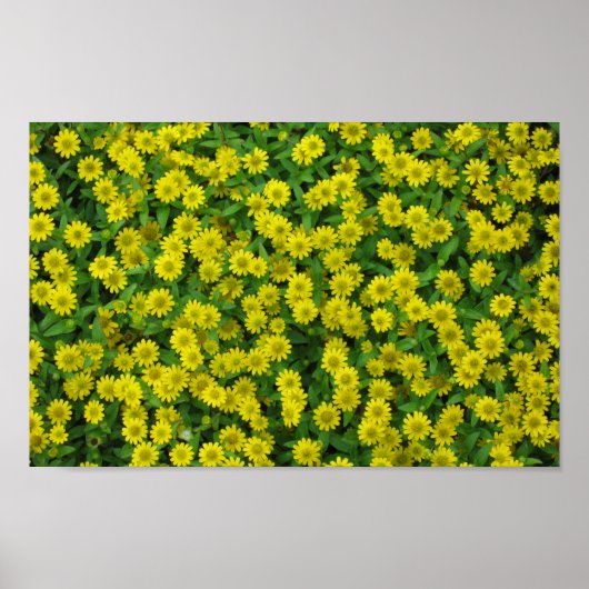 Hübsche kleine gelbe Blumen Poster (Vorne)