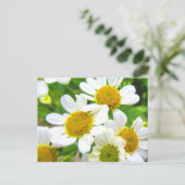Hübsche Kleine Rasenfläche Daisy Blume im Sonnensc Postkarte (Stehend Vorderseite)