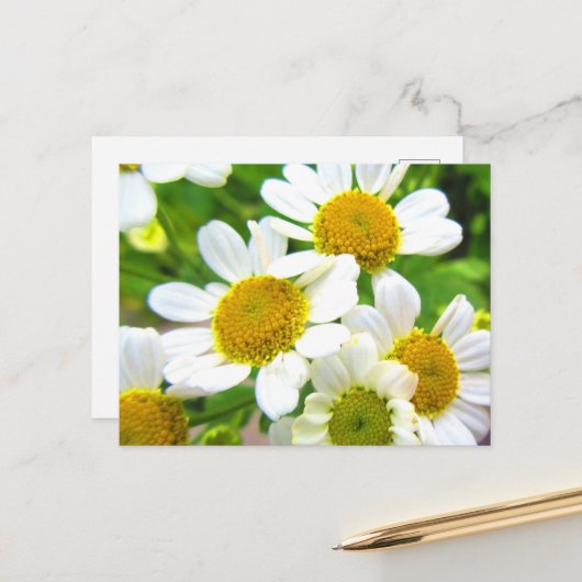 Hübsche Kleine Rasenfläche Daisy Blume im Sonnensc Postkarte (Vorderseite/Rückseite Beispiel)