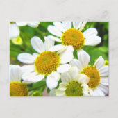 Hübsche Kleine Rasenfläche Daisy Blume im Sonnensc Postkarte (Vorderseite)