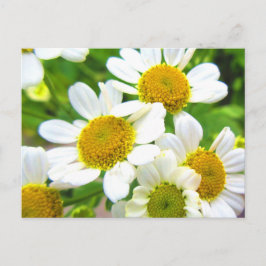 Hübsche Kleine Rasenfläche Daisy Blume im Sonnensc Postkarte