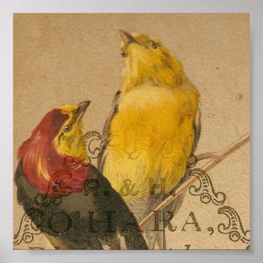 Hübsche kleine Vintage Vögel Poster (Vorne)
