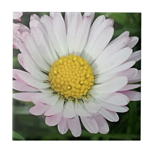 Hübsche Kneipe Fliese (Vorderseite)