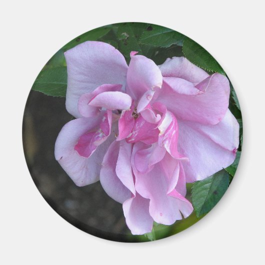 Hübsche Lady 092 Magnet (Vorne)