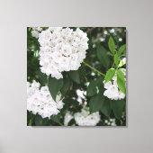 Hübsche Laurel Weiße Blume Leinwanddruck (Vorderseite)