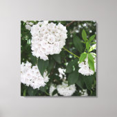 Hübsche Laurel Weiße Blume Leinwanddruck (Vorderseite)