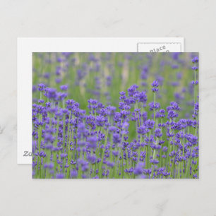 Hübsche Lavendel-Blume Postkarte