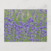 Hübsche Lavendel-Blume Postkarte (Vorderseite)