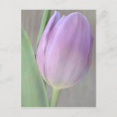 Hübsche Lavendel Tulip Postkarte (Vorderseite)