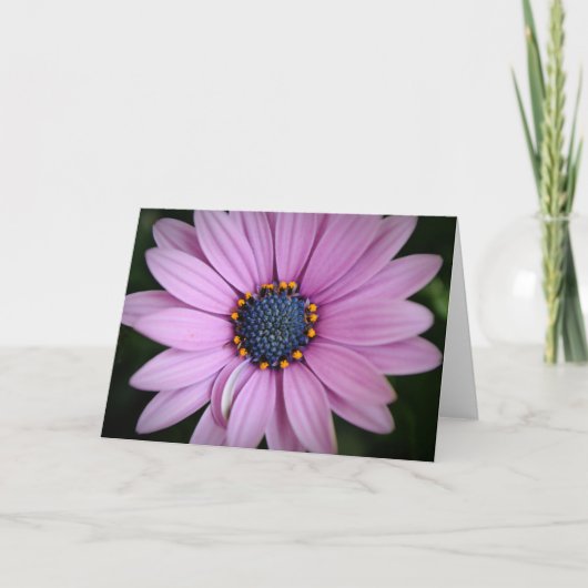 Hübsche Lila Afrikanische Daisy-Blume Art Card Karte (Vorderseite)