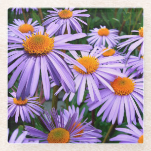 Hübsche Lila Aster Glasuntersetzer