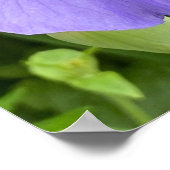 Hübsche Lila Blumenfotografie Poster (Ecke)