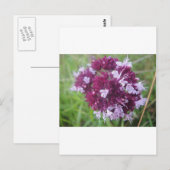 Hübsche lila Blumenkugel Postkarte (Vorne/Hinten)