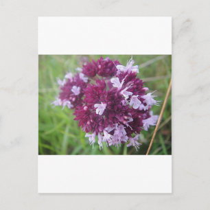 Hübsche lila Blumenkugel Postkarte