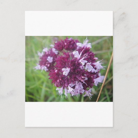 Hübsche lila Blumenkugel Postkarte (Vorderseite)