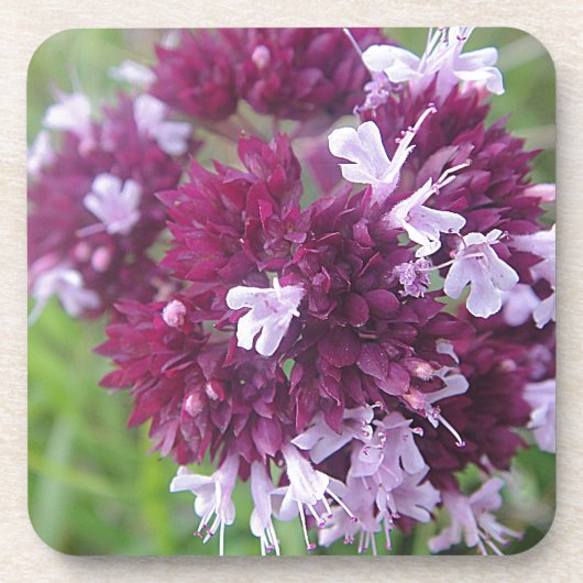 Hübsche lila Blumenkugel Untersetzer (Vorderseite)